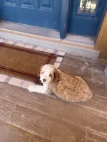 Cedar, a male Bernedoodle and Miniature Bernedoodle for sale in Elsinore, UT – 8 of 9