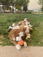 Bryce, a male Bernedoodle and Miniature Bernedoodle for sale in Elsinore, UT – 7 of 10
