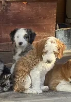 Emery, a female Bernedoodle and Miniature Bernedoodle for sale in Elsinore, UT – 5 of 5