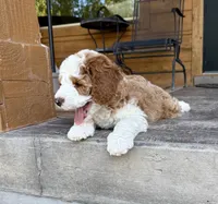  Cedar, a male Bernedoodle and Miniature Bernedoodle for sale in Elsinore, UT – 3 of 9