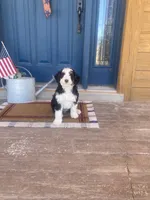 Holden, a male Bernedoodle and Miniature Bernedoodle for sale in Elsinore, UT – 7 of 9