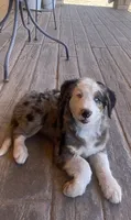 Emery, a female Bernedoodle and Miniature Bernedoodle for sale in Elsinore, UT – 2 of 5