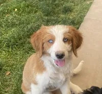 Oakley, a female Bernedoodle and Double Doodle for sale in Elsinore, UT – 7 of 7