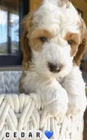  Cedar, a male Bernedoodle and Miniature Bernedoodle for sale in Elsinore, UT – 4 of 9