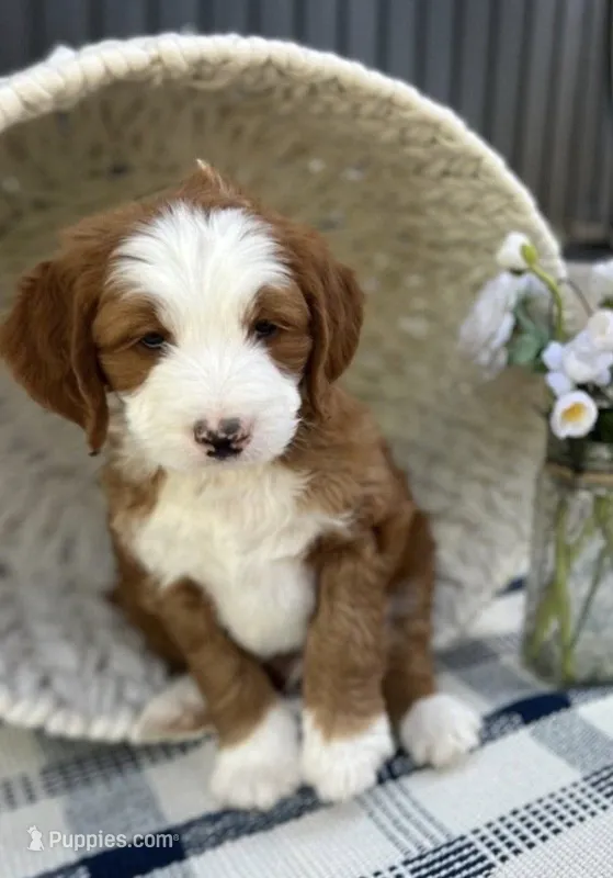 Bryce – Bernedoodle, Miniature Bernedoodle puppy for sale in Elsinore, UT
