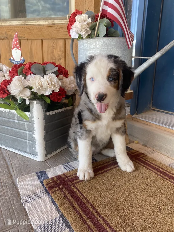 Emery – Bernedoodle, Miniature Bernedoodle puppy for sale in Elsinore, UT