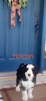 Holden, a male Bernedoodle and Miniature Bernedoodle for sale in Elsinore, UT – 3 of 9