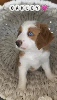 Oakley, a female Bernedoodle for sale in Elsinore, UT – 4 of 7