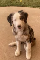Emery, a female Miniature Bernedoodle and Double Doodle for sale in Elsinore, UT – 7 of 8