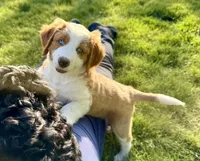 Oakley, a female Bernedoodle for sale in Elsinore, UT – 6 of 7