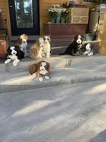  Cedar, a male Bernedoodle and Miniature Bernedoodle for sale in Elsinore, UT – 6 of 9