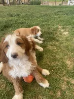 Bryce, a male Bernedoodle and Miniature Bernedoodle for sale in Elsinore, UT – 6 of 10
