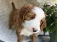 Bryce, a male Bernedoodle and Miniature Bernedoodle for sale in Elsinore, UT – 2 of 7