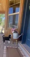 Holden, a male Bernedoodle and Miniature Bernedoodle for sale in Elsinore, UT – 9 of 9