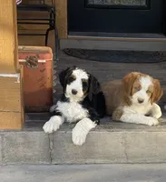 Holden, a male Bernedoodle and Miniature Bernedoodle for sale in Elsinore, UT – 8 of 9