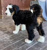 Holden, a male Bernedoodle and Miniature Bernedoodle for sale in Elsinore, UT – 2 of 9