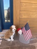  Cedar, a male Bernedoodle and Miniature Bernedoodle for sale in Elsinore, UT – 9 of 9