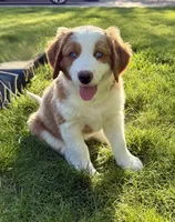 Oakley, a female Bernedoodle for sale in Elsinore, UT – 1 of 7