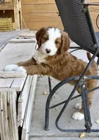 Bryce, a male Bernedoodle and Miniature Bernedoodle for sale in Elsinore, UT – 4 of 7
