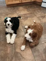 Bryce, a male Bernedoodle and Miniature Bernedoodle for sale in Elsinore, UT – 9 of 10
