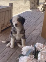 Emery, a female Bernedoodle and Miniature Bernedoodle for sale in Elsinore, UT – 4 of 5