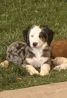Emery, a female Miniature Bernedoodle and Double Doodle for sale in Elsinore, UT – 6 of 8
