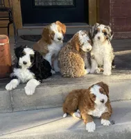 Bryce, a male Bernedoodle and Miniature Bernedoodle for sale in Elsinore, UT – 7 of 7