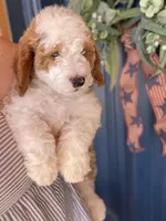  Cedar, a male Bernedoodle and Miniature Bernedoodle for sale in Elsinore, UT – 7 of 9