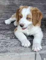 Oakley, a female Bernedoodle for sale in Elsinore, UT – 5 of 7