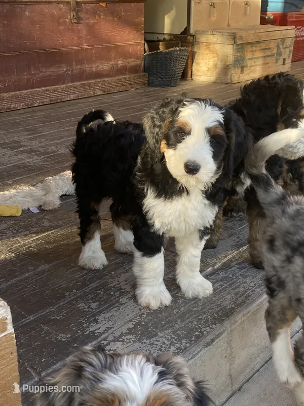 Holden – Bernedoodle, Miniature Bernedoodle puppy for sale in Elsinore, UT