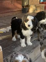 Holden, a male Bernedoodle and Miniature Bernedoodle for sale in Elsinore, UT – 5 of 9