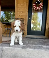  Cedar, a male Bernedoodle and Miniature Bernedoodle for sale in Elsinore, UT – 2 of 9