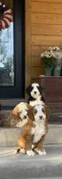 Bryce, a male Bernedoodle and Miniature Bernedoodle for sale in Elsinore, UT – 6 of 7