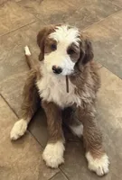 Bryce, a male Bernedoodle and Miniature Bernedoodle for sale in Elsinore, UT – 10 of 10