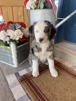 Emery, a female Bernedoodle and Miniature Bernedoodle for sale in Elsinore, UT – 3 of 5