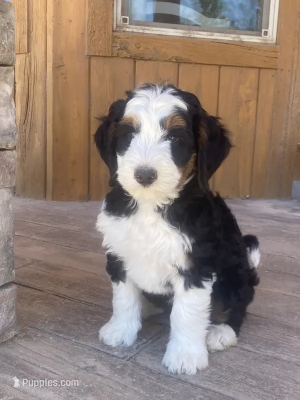 Holden – Bernedoodle, Miniature Bernedoodle puppy for sale in Elsinore, UT