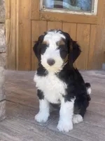 Holden, a male Bernedoodle and Miniature Bernedoodle for sale in Elsinore, UT – 6 of 9