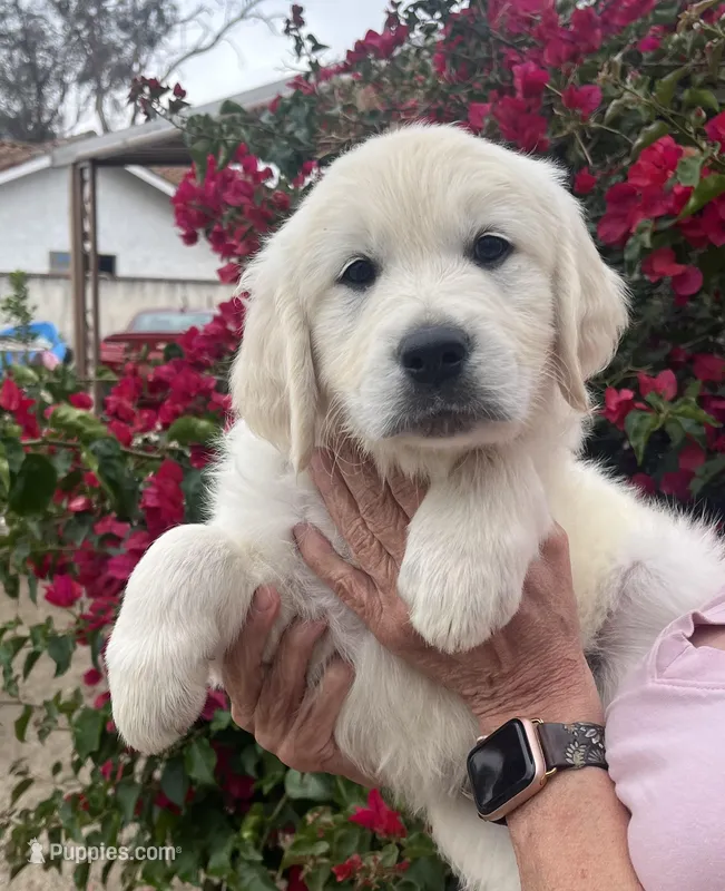 Yellow , a male Golden Retriever for sale in Riverside, CA – Photo 1 of 10