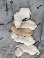 Orange , a male Golden Retriever for sale in Riverside, CA – Photo 4 of 4