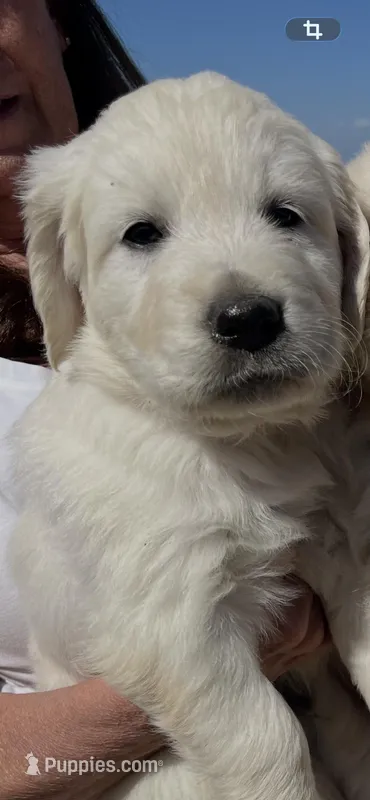 Orange  – Golden Retriever puppy for sale in Riverside, CA