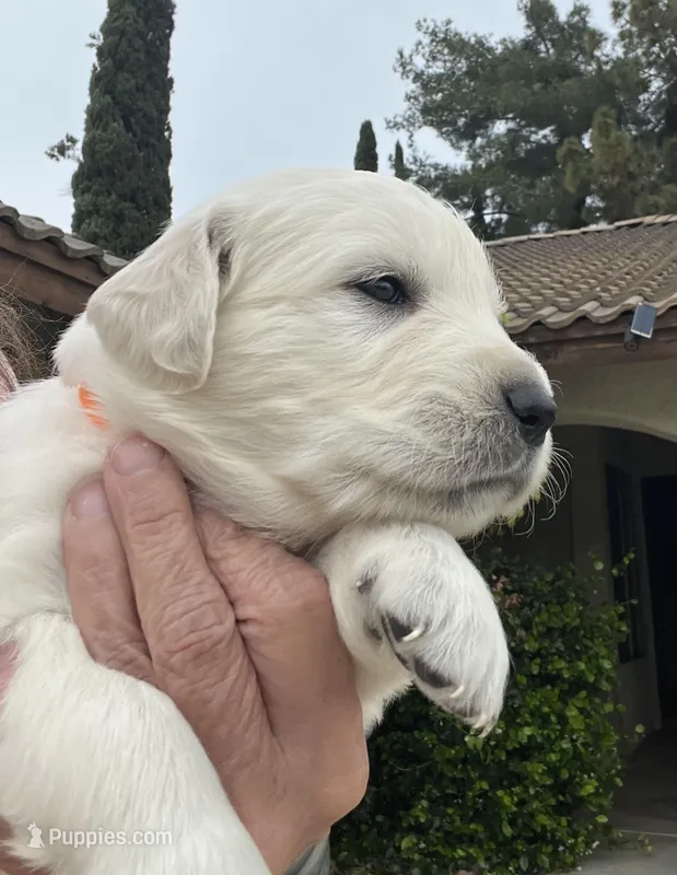 Orange  – Golden Retriever puppy for sale in Riverside, CA