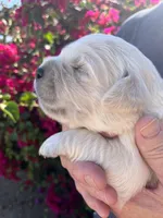 Pink , a female Golden Retriever for sale in Riverside, CA – Photo 3 of 9