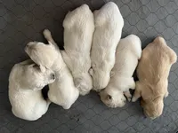 Pink , a female Golden Retriever for sale in Riverside, CA – Photo 7 of 9