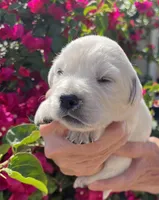 Pink , a female Golden Retriever for sale in Riverside, CA – Photo 1 of 9