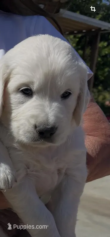 Pink  – Golden Retriever puppy for sale in Riverside, CA