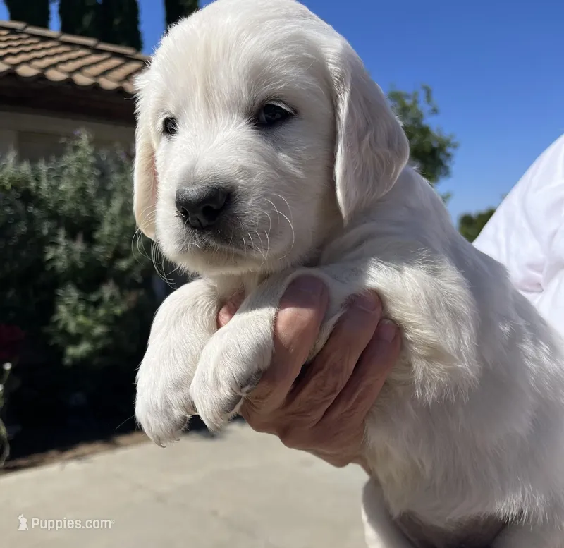 Pink  – Golden Retriever puppy for sale in Riverside, CA