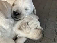 Pink , a female Golden Retriever for sale in Riverside, CA – Photo 6 of 9