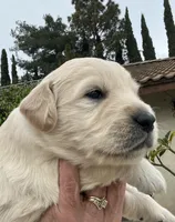 Yellow , a male Golden Retriever for sale in Riverside, CA – Photo 1 of 7