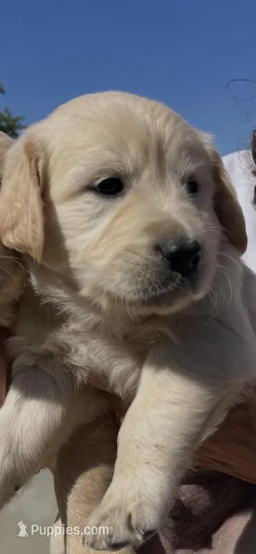 Black – Golden Retriever puppy for sale in Riverside, CA