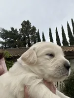 Yellow , a male Golden Retriever for sale in Riverside, CA – Photo 2 of 7